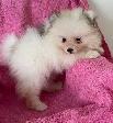 Pomeranian Puppies - Photo 3
