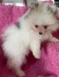 Pomeranian Puppies - Photo 4