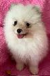 Pomeranian Puppies - Photo 5