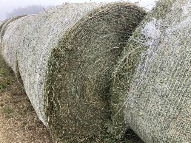 Horse Hay