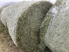 Horse Hay