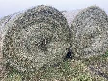 Horse Hay - Photo 2