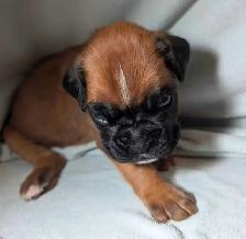 Boxer puppies