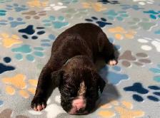 Boxer puppies - Photo 2