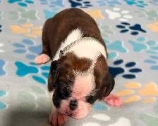 Boxer puppies - Photo 3