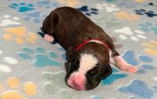 Boxer puppies - Photo 4
