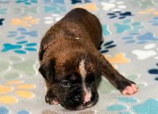 Boxer puppies - Photo 5