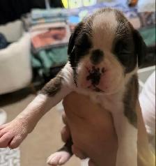 Boxer puppies - Photo 6