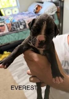 Boxer puppies - Photo 7