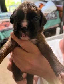 Boxer puppies - Photo 8