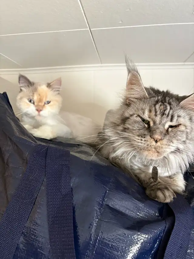chat main coon Selkirk rex