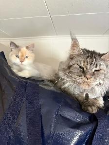 chat main coon Selkirk rex