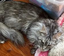 chat main coon Selkirk rex - Photo 3