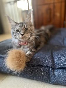chat main coon Selkirk rex - Photo 4