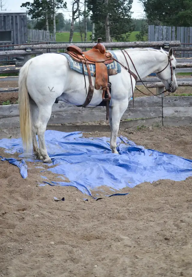 Quiet, Family Safe Gelding Looking for the Right Home
