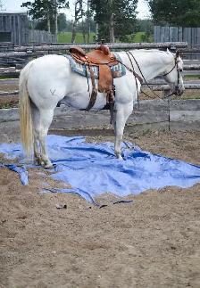 Quiet, Family Safe Gelding Looking for the Right Home