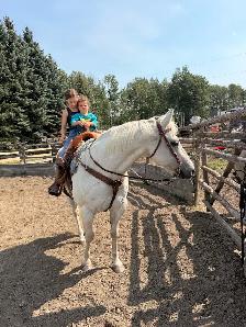 Quiet, Family Safe Gelding Looking for the Right Home - Photo 2