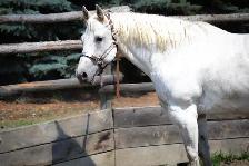 Quiet, Family Safe Gelding Looking for the Right Home - Photo 3