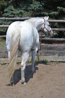 Quiet, Family Safe Gelding Looking for the Right Home - Photo 4