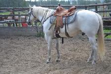 Quiet, Family Safe Gelding Looking for the Right Home - Photo 5