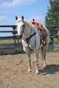 Quiet, Family Safe Gelding Looking for the Right Home - Photo 6