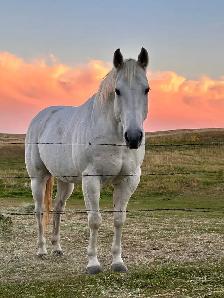 Quiet, Family Safe Gelding Looking for the Right Home - Photo 7