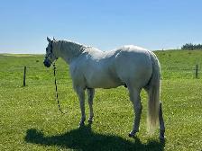 Quiet, Family Safe Gelding Looking for the Right Home - Photo 9