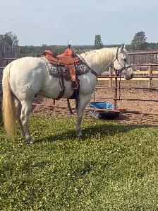 Quiet, Family Safe Gelding Looking for the Right Home - Photo 10
