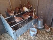 free-range eggs