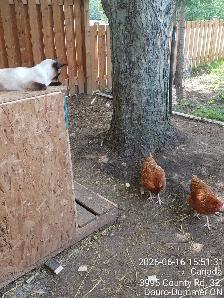 free-range eggs - Photo 3