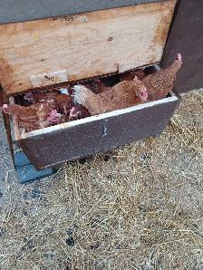 free-range eggs - Photo 4
