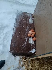 free-range eggs - Photo 5