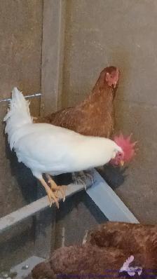 free-range eggs - Photo 6