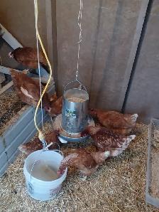 free-range eggs - Photo 7