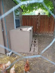 free-range eggs - Photo 8