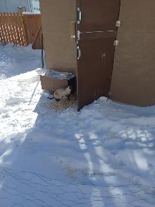 free-range eggs - Photo 9