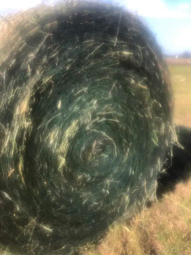 Hay For Sale