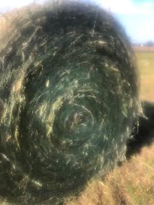 Hay For Sale