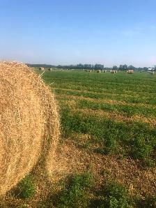 Hay For Sale - Photo 2