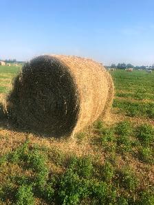 Hay For Sale - Photo 3