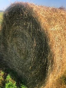 Hay For Sale - Photo 4