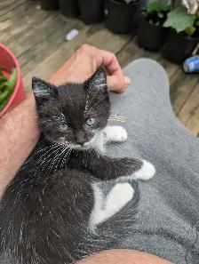 Chatons