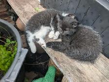 Chatons - Photo 2