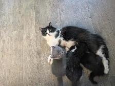 Chatons - Photo 3