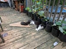 Chatons - Photo 4