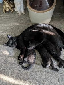 Chatons - Photo 5