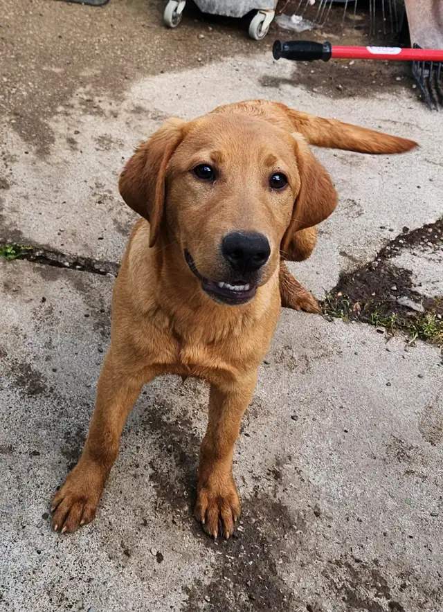 4 young male Labrador Retrievers available.