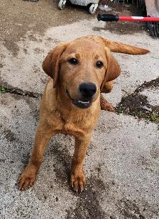 4 young male Labrador Retrievers available.
