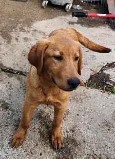 4 young male Labrador Retrievers available. - Photo 2