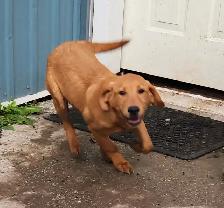 4 young male Labrador Retrievers available. - Photo 3